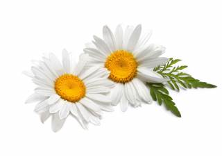 Roman Chamomile German Essential Oil PNG images