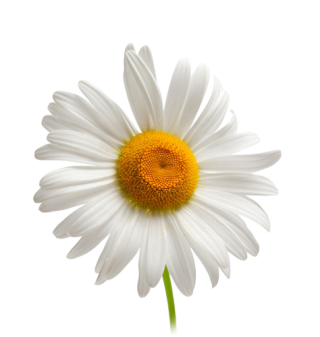 Single Daisy Chamomile Background PNG images