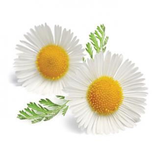 Yellow Flower Oxeye Daisy Plant Chamomile Herbal Tea PNG images