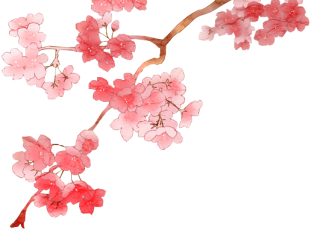 Best Cherry Blossom Png Clipart PNG images