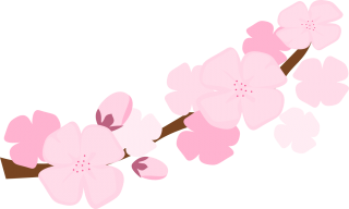 Best Free Cherry Blossom Clipart PNG images