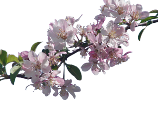 Cherry Blossom Background PNG images