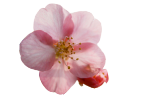Cherry Blossom Images Free Download PNG images