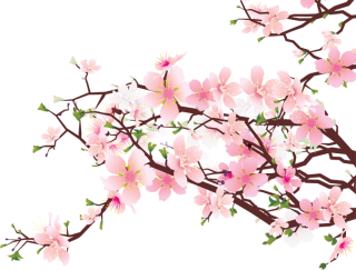 Cherry Blossom Pic PNG images