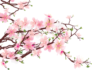 Cherry Blossom PNG Free Download PNG images