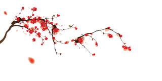 Cherry Blossom Png Free Vector Download PNG images