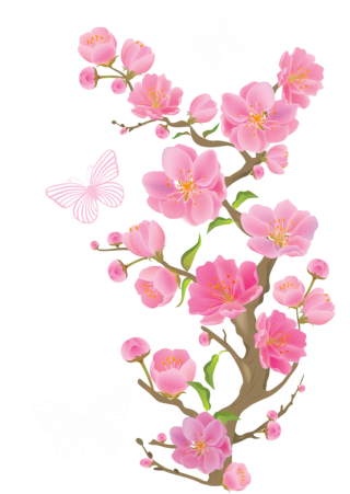 Cherry Blossom PNG HD PNG images