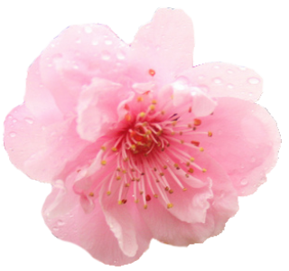 Cherry Blossom PNG HD 31 PNG images