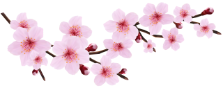 Cherry Blossom Png Images Free Download PNG images