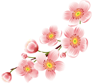 Cherry Blossom Png Transparent Background PNG images