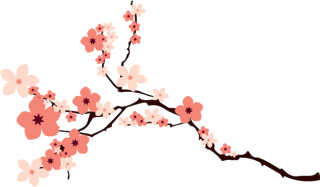 Cherry Blossom PNG Transparent Image PNG images