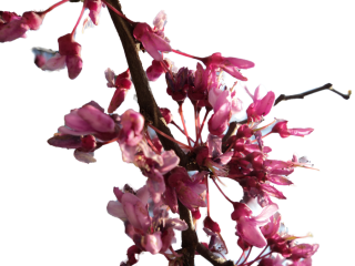 Download And Use Cherry Blossom Png Clipart PNG images