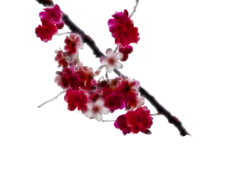Download Cherry Blossom Clipart PNG images