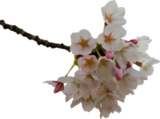 Free Cherry Blossom Image PNG images
