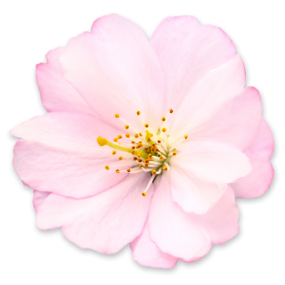 Get Cherry Blossom Png Pictures PNG images
