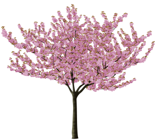 Png Format Images Of Cherry Blossom PNG images
