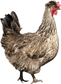 Awesome Chicken Png PNG images