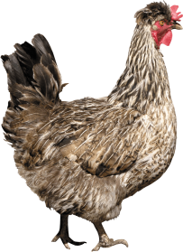 Download hd Chicken Kifaranga Clip Art Transprent Png Free - Animais Da  Fazendinha Png Galinha Transparent Png and use …