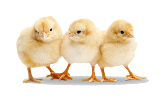 Baby Chickens Png PNG images