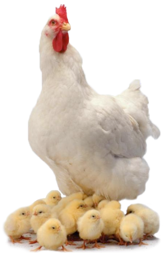 Chicken And Cubs Png PNG images