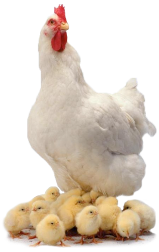 Download hd Chicken Kifaranga Clip Art Transprent Png Free - Animais Da  Fazendinha Png Galinha Transparent Png and use …