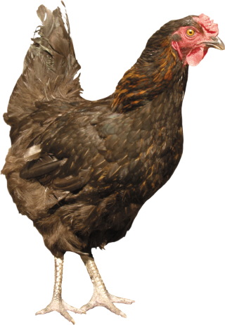 Chicken Png PNG images