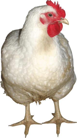 Chicken Png PNG images