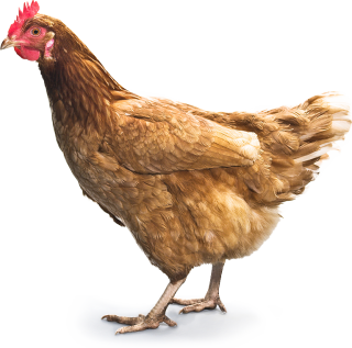 Chickens Png PNG images