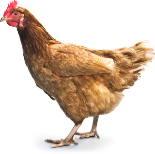 Download hd Chicken Kifaranga Clip Art Transprent Png Free - Animais Da  Fazendinha Png Galinha Transparent Png and use …