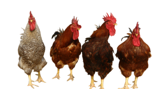 Group Chicken Team Png PNG images