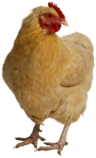 Hen, Chicken Head Png PNG images