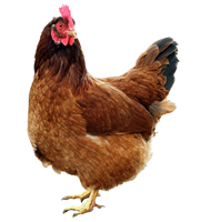 Hen, Chicken Png PNG images