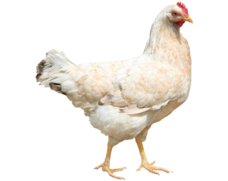 Noble Young Chicken Png PNG images