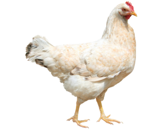 Download hd Chicken Kifaranga Clip Art Transprent Png Free - Animais Da  Fazendinha Png Galinha Transparent Png and use …