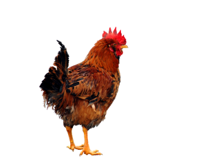 Red Chicken Png PNG images