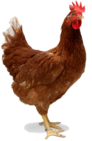 Red Single Chicken Png PNG images