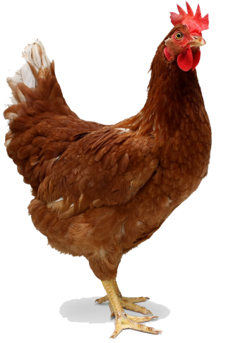 red-single-chicken-png-8.png