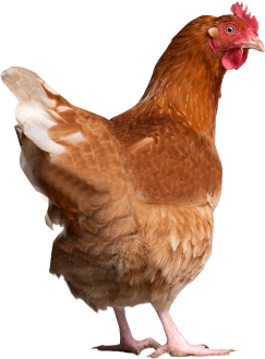 Single Red Chicken Png PNG images