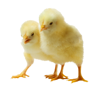 Sweet Baby Chicken Png PNG images