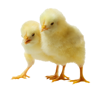 Download hd Chicken Kifaranga Clip Art Transprent Png Free - Animais Da  Fazendinha Png Galinha Transparent Png and use …