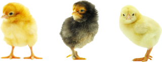 Sweet Chickens Png PNG images