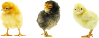 Download hd Chicken Kifaranga Clip Art Transprent Png Free - Animais Da  Fazendinha Png Galinha Transparent Png and use …