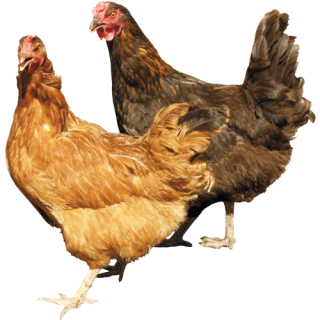 Two Chicken Png PNG images
