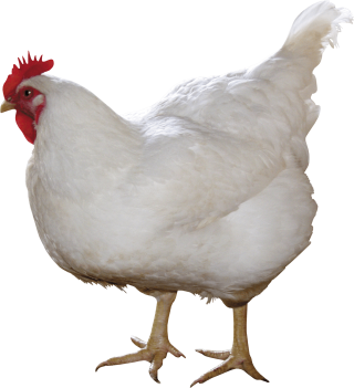White Chicken Png PNG images