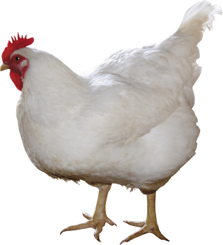 Download hd Chicken Kifaranga Clip Art Transprent Png Free - Animais Da  Fazendinha Png Galinha Transparent Png and use …