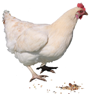 White Chicken Png PNG images