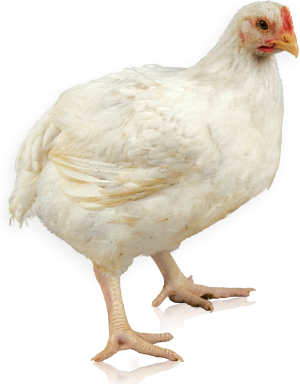 Download hd Chicken Kifaranga Clip Art Transprent Png Free - Animais Da  Fazendinha Png Galinha Transparent Png and use …