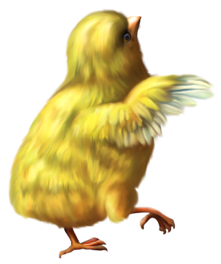Yellow Baby Chicken Png PNG images