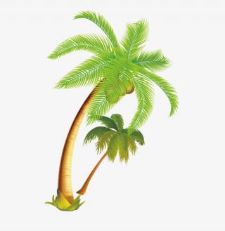 Beach Coconut Tree Picture Download PNG images