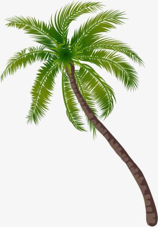 Coconut Tree Palm Pic PNG images